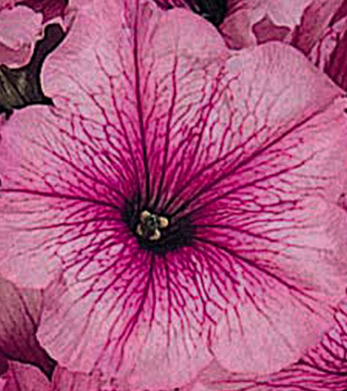 Петуния грандифлора Фестивал Орхид